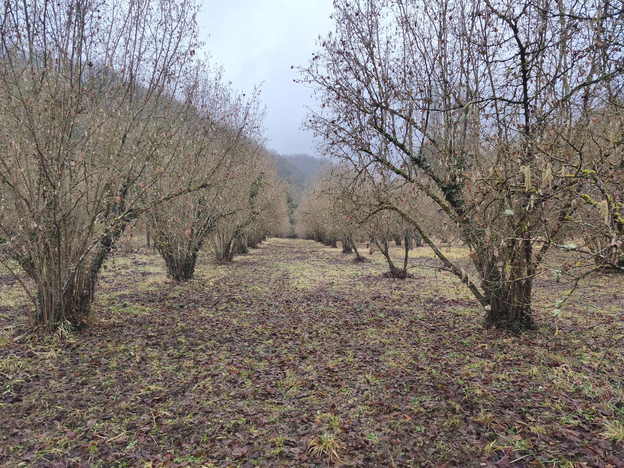 immagine Avviso pubblico concessione d’uso di terreno – Comune di Pietralunga